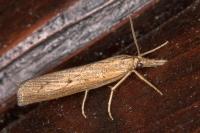 Pediasia contaminella