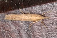 Pediasia contaminella