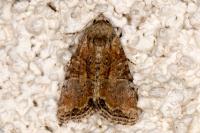 Mesoligia furuncula