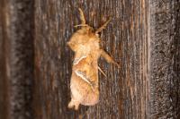 Triodia sylvina