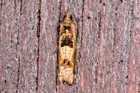 Crocidosema plebejana