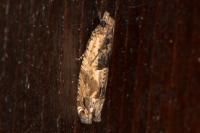 Crocidosema plebejana