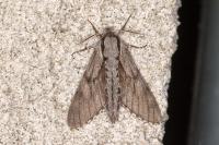 Hyloicus pinastri