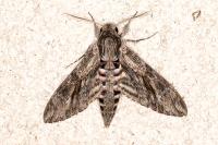 Agrius convolvuli