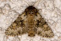 Hecatera dysodea