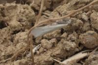 Crambus perlellus