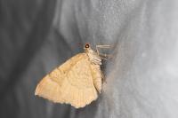 Camptogramma bilineata