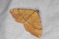 Camptogramma bilineata
