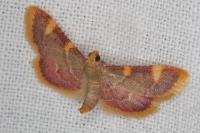 Hypsopygia costalis