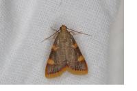 Hypsopygia costalis