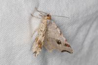 Macaria alternata