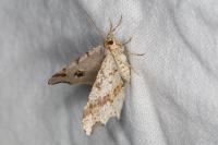Macaria alternata