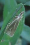 Crambus perlellus
