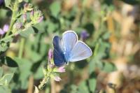 Polyommatus icarus