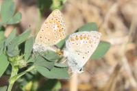 Polyommatus icarus