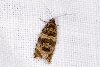 Celypha