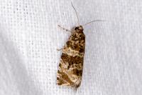 Celypha