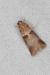 Acrobasis tumidana