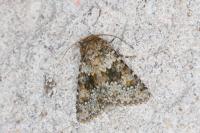 Hecatera dysodea