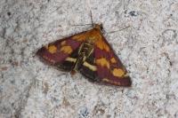Pyrausta purpuralis