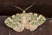 Colostygia pectinataria