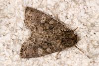 Mamestra brassicae