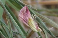 Eublemma purpurina