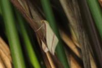 Rhodometra sacraria