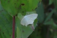 Scopula immutata