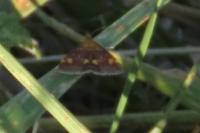 Pyrausta aurata