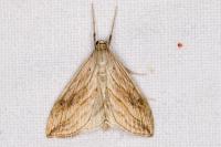 Evergestis forficalis