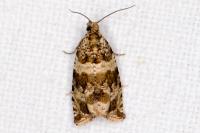 Celypha cespitana
