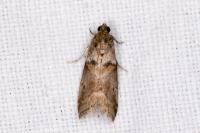 Acrobasis