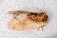 Ptilodon cucullina