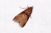 Acrobasis advenella