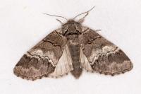 Drymonia querna