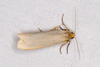 Manulea complana