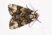 Craniophora ligustri