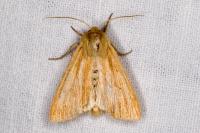 Mythimna pallens