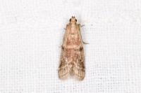 Ephestia