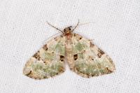 Colostygia pectinataria