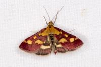 Pyrausta purpuralis