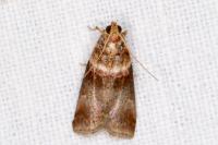 Acrobasis tumidana
