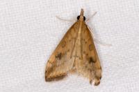 Udea ferrugalis