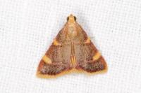 Hypsopygia costalis