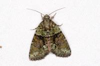 Cryphia algae