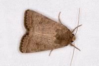 Hoplodrina ambigua