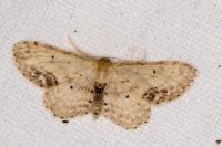 Idaea dimidiata