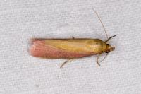 Oncocera semirubella