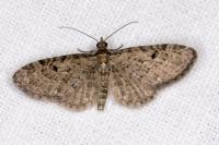 Eupithecia virgaureata